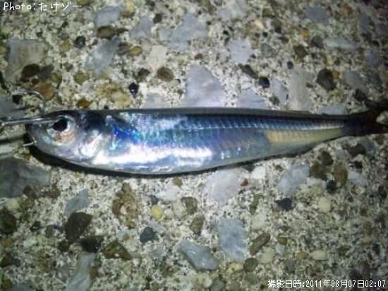 謎の魚