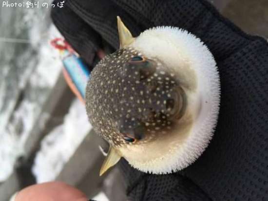 手のりフグ