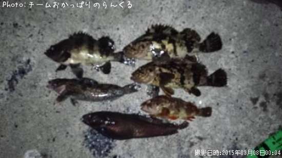 宮城の魚たち