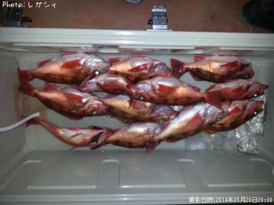オキメバル