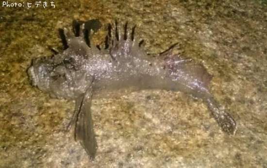 山口県でオコゼが釣れるポイントはどこ 釣れるシーズンやルアー釣り情報や釣果発信中 即戦力釣り情報