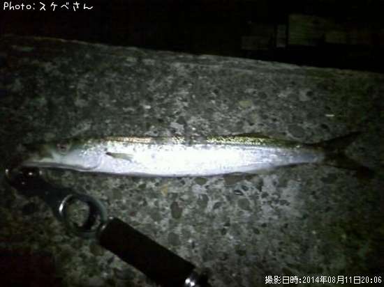 オニカマス