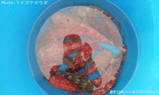 オニカサゴ?