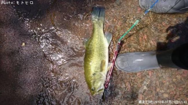 オオクチバス