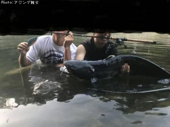 琵琶湖オオナマズ