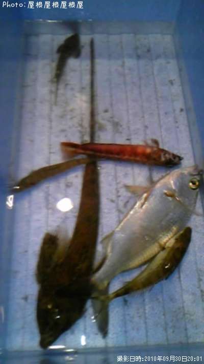 お魚さん大集合(笑)