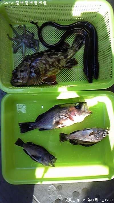 お魚さん大集合(笑)