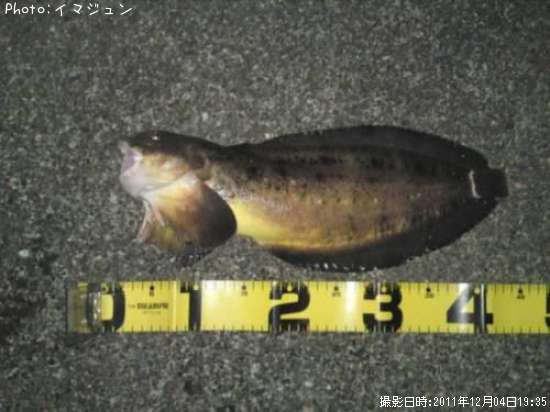 巨大海オタマ