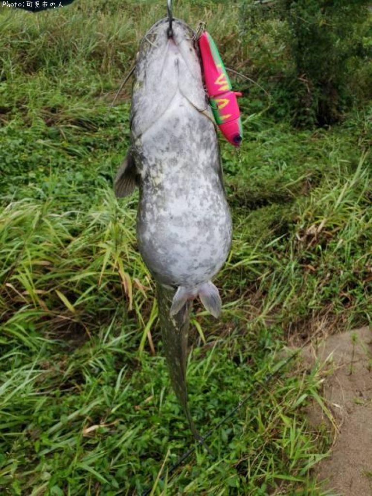 髭おたまじゃくし