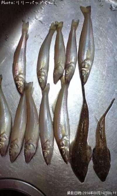 パールピンクの貴婦人&メゴチ忍者隊ガッチョメン