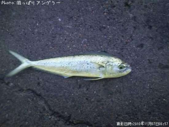 ペンペン