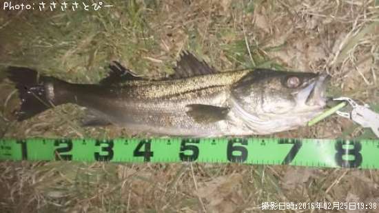 ランカーシーバス