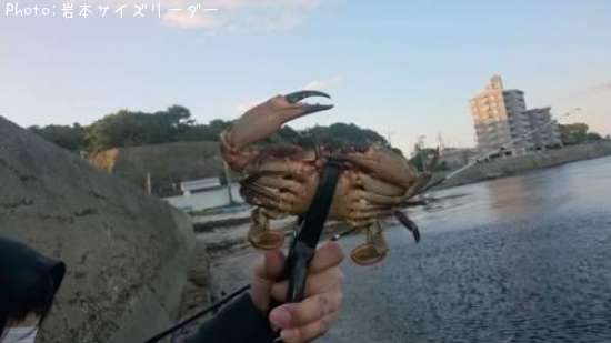 渡りがに