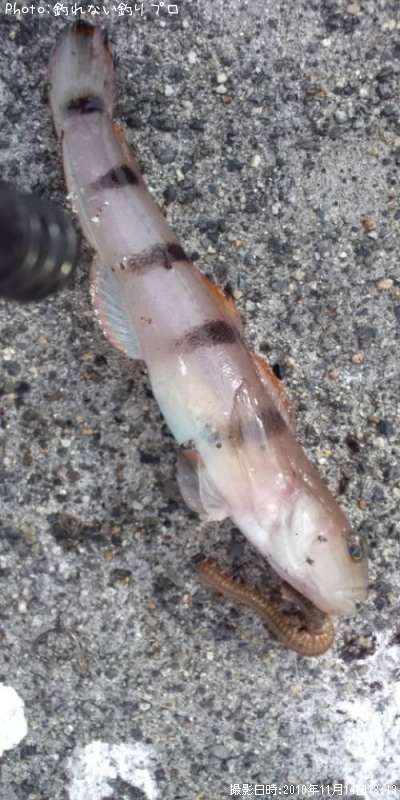 リュウグウハゼ