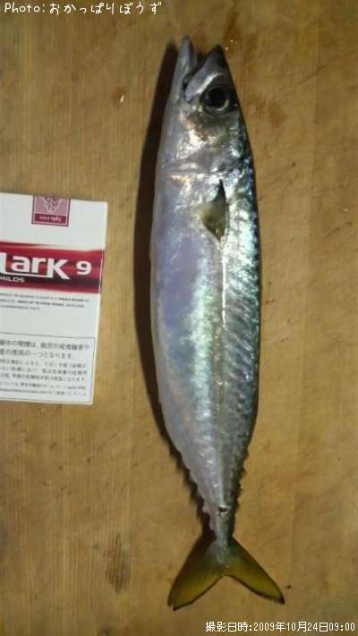 長崎県でサバが釣れるポイントはどこ 釣れるシーズンやルアー釣り情報や釣果発信中 即戦力釣り情報