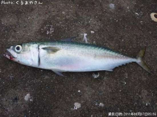 サバ