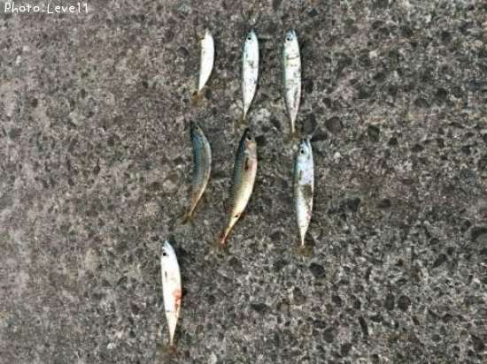 サバ、アジ