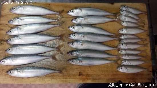 サバ アジ