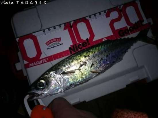 サバダバダ