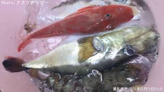 サバフグ&エソ&ホウボウ