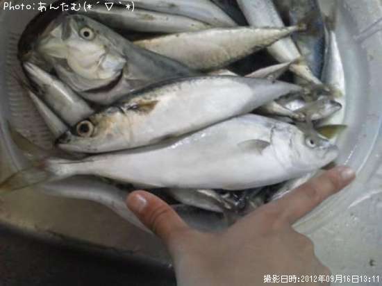 サバ ふくらぎ