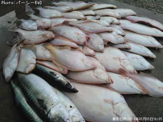 サバ、イシガレイ、マコカレイ、アカジガレイ、がまかつ釣竿