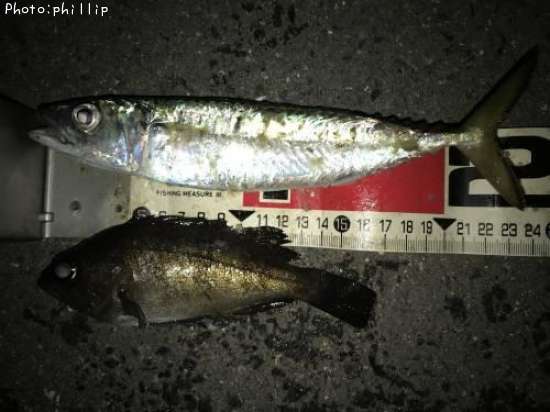 サバ、メバル