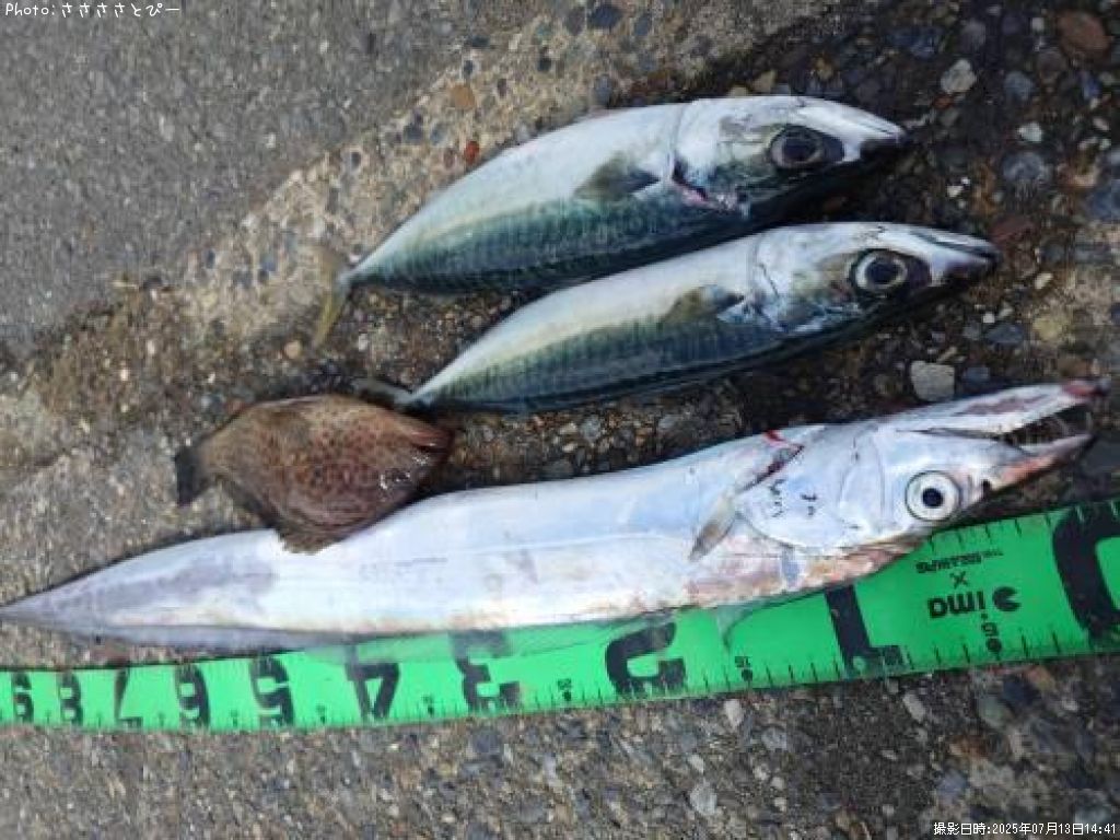 太刀魚&サバ&オオモンハタ