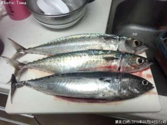 サバ&ソウダ