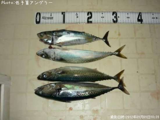 サバ 、ソウダガツオ