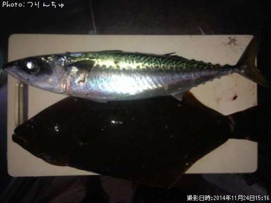 サバとヒラメ