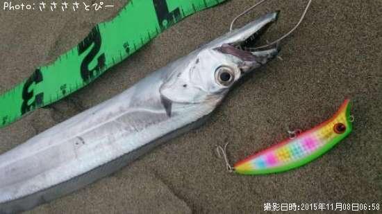 サーフ太刀魚&グーフー