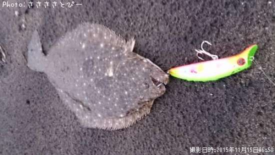 サーフ太刀魚&ヒラメ