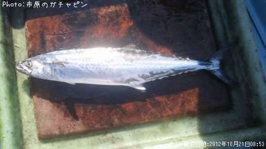サゴシ