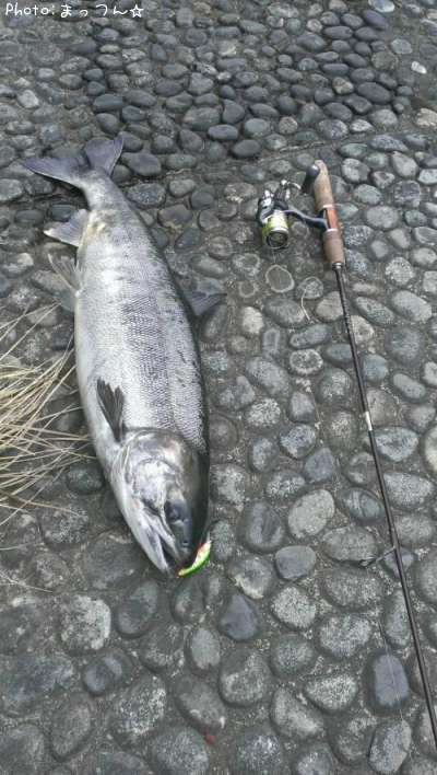 岩手県でサケが釣れるポイントはどこ 釣れるシーズンやルアー釣り情報や釣果発信中 即戦力釣り情報