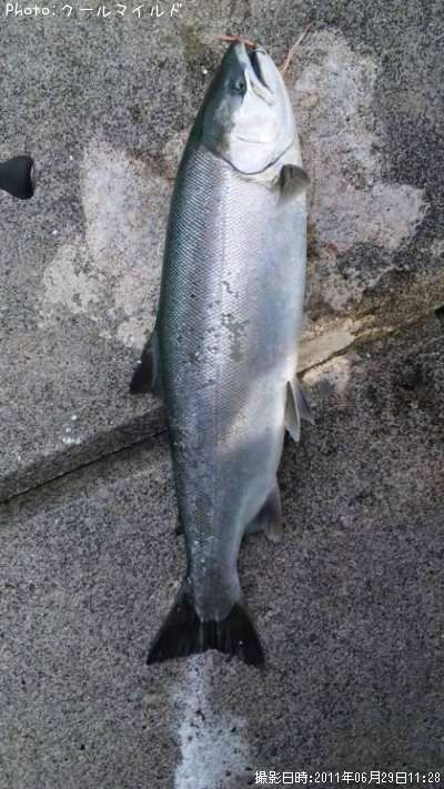 海サクラ