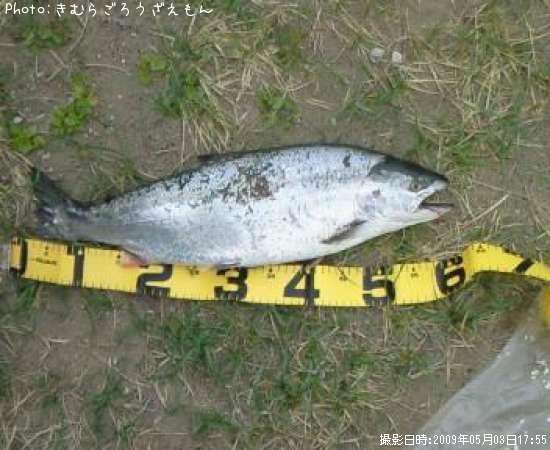 海サクラ