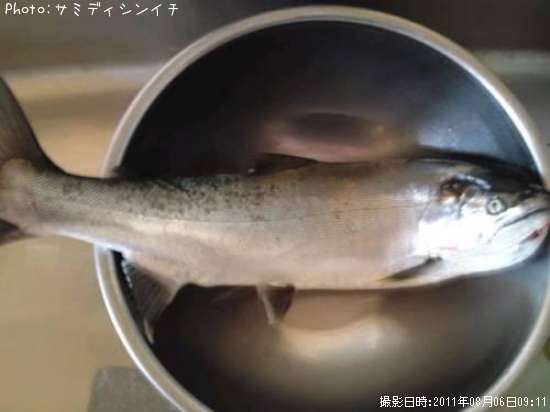 青森県でサクラマスが釣れるポイントはどこ 釣れるシーズンやルアー釣り情報や釣果発信中 即戦力釣り情報