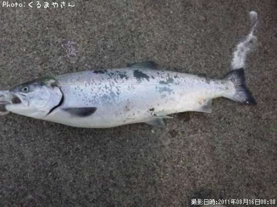 サクラマス