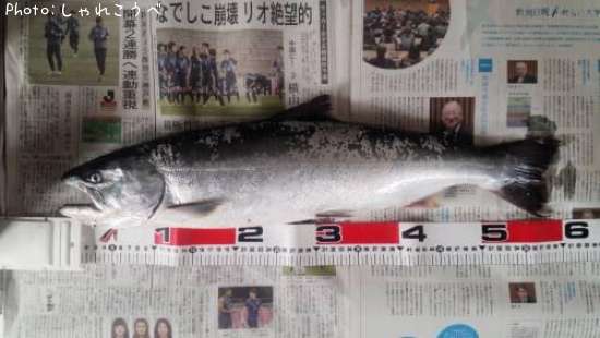 サクラマス(海での釣果)