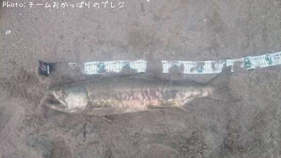 サーモン