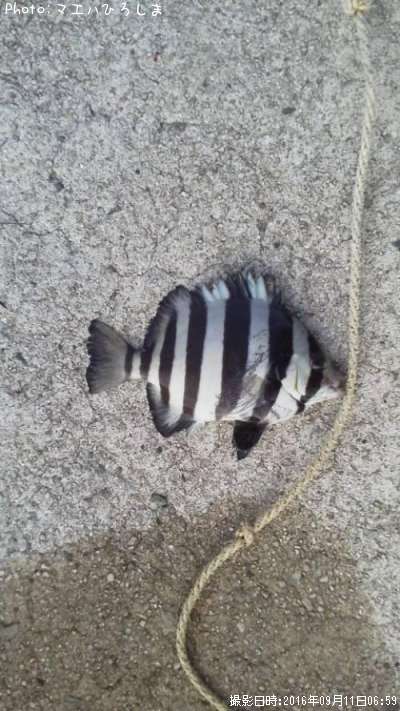 サンバソウ
