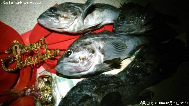 サンタクロソイ