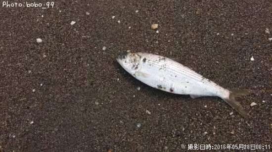 サッパ