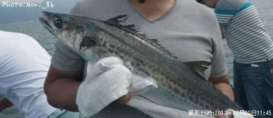 サワラ