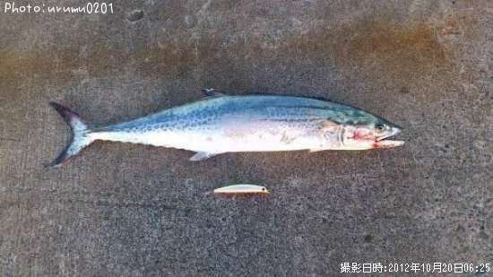 サワラ