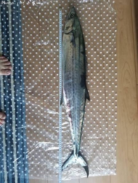 サワラ