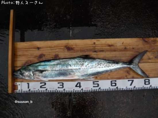 サワラ