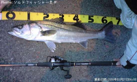 セイゴ
