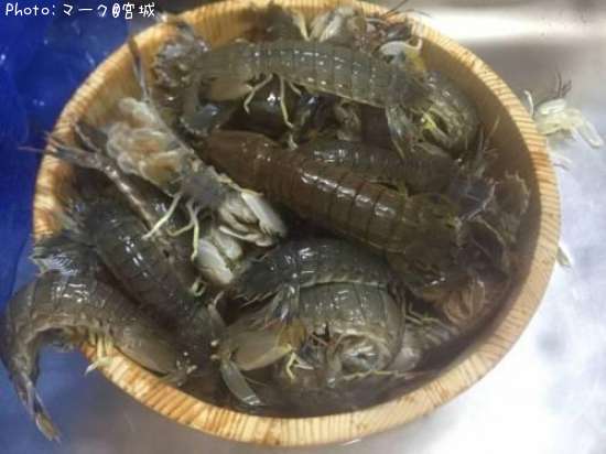 宮城県でシャコが釣れるポイントはどこ 釣れるシーズンやルアー釣り情報や釣果発信中 即戦力釣り情報